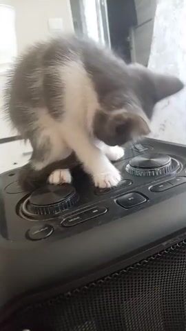 A kitten with grey and white fur is playing on top of a black speaker. The kitten is standing on its hind legs and pawing at a knob on the speaker. The speaker has several other knobs and buttons on it. The background is blurred, but it appears to be an indoor setting with furniture visible. The camera is moving slightly.