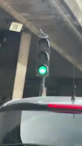 A pigeon is perched on top of a traffic light that is showing a green light. The traffic light is under a concrete overpass. Graffiti is visible on a nearby concrete pillar. The top of a car is visible at the bottom of the frame.
