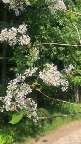 The camera focuses on a branch adorned with clusters of small white flowers, swaying slightly in the breeze. Behind the branch, a dense green forest provides a vibrant backdrop. At the bottom edge of the frame, a glimpse of a sunlit dirt path can be seen.  Dance music plays in the background.