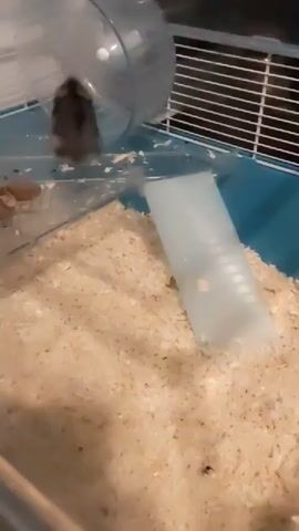 A hamster is running in a clear plastic exercise wheel inside a pet cage. The cage has a blue base and white metal bars. The floor of the cage is covered in light brown bedding. A clear plastic tube extends from the wheel down into the bedding. There is also a clear plastic food dish with some food pellets inside it. The hamster is dark gray and white.