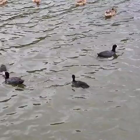 The video shows a body of water with several ducks swimming. In the foreground, there are three coots, two on the left and one on the right. The coots on the left are facing different directions, with one appearing to dive. The coot on the right is facing left. In the middle ground, there is another coot swimming to the right. In the background, there are several ducks swimming, appearing to be facing the same direction. The water is rippled and appears to be calm. The lighting is overcast, suggesting a cloudy day.