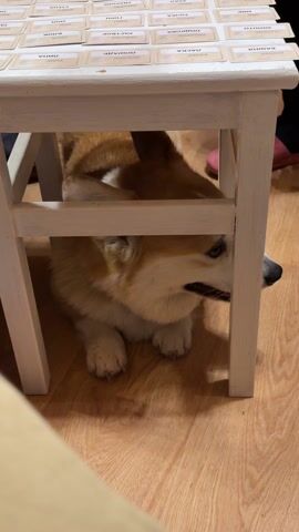 The video shows a corgi dog laying under a white wooden stool on a wood floor. The stool has an assortment of cards with printed words placed on top. The corgi is mostly brown and white, with its head resting on its paws. The dog looks up at the start of the video then closes its eyes. A person's feet can be seen near the chair in the background.