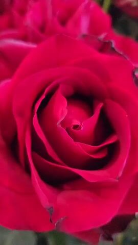 This video is a close-up, slow-motion shot of a bouquet of red roses. The camera pans across the flowers, highlighting their velvety petals and intricate swirls. The lighting is soft, creating a romantic and intimate atmosphere. The bouquet appears to be fresh, with vibrant colors and dew drops on the petals. The background is blurred, focusing all attention on the beauty of the roses.