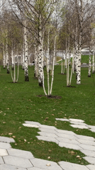 Moscow park displays early spring birch trees, emerging foliage