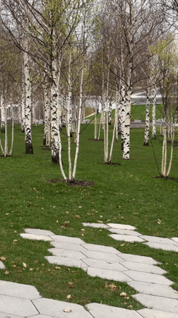 Moscow park displays early spring birch trees, emerging foliage