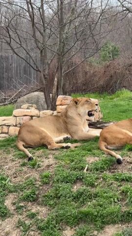 Two lionesses are lounging on a grassy slope. The lioness on the left is yawning, revealing her teeth and tongue. The lioness on the right is lying still with her eyes closed. Behind the lionesses is a stone wall, several bare trees, and a wooden fence. The sky is overcast. The video is shot at eye level. In the background, there are people speaking, seemingly observing the animals.