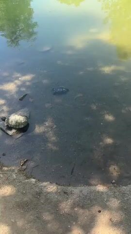 The video captures an outdoor scene by a body of water with several turtles. At the 0:00 mark, there are two turtles near the bank on the left, one partially in the water and another on a rock. Further out in the water, another turtle is visible. As the video progresses, more turtles emerge into view, both in the water and near the edge. By 0:03, multiple turtles are swimming in the water, and several are positioned on the sandy bank and on rocks near the water's edge. The water is murky, and sunlight casts shadows from unseen trees onto the water and the sandy bank.
