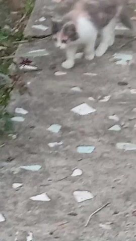 A calico kitten walks on a concrete path. The kitten is white with patches of grey and reddish-brown. The kitten is looking down and to its left. The concrete path is cracked and has some colorful mosaic-like pieces embedded in it. To the left of the path, there is some greenery and a small red flower.