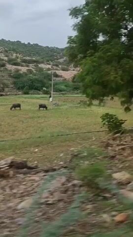 The video shows a natural landscape with hills, trees, and a field where several animals, including what appear to be water buffalo and a cow, are grazing. The camera appears to be moving, possibly from a vehicle, as evidenced by the motion blur in the foreground and the shifting perspective of the scene. The weather seems overcast, contributing to a muted color palette. There are also piles of dry vegetation and loose stones visible in the foreground and along the edge of the field. A small white structure, possibly a shed or a marker, is visible in the distance on the hillside. The overall impression is of a rural or semi-wild environment.