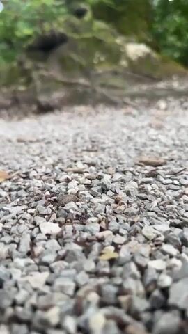A low-angle video pans upwards from a gravel path to reveal the trunk and canopy of a large, moss-covered tree. The tree is surrounded by lush green foliage. The sky is overcast.