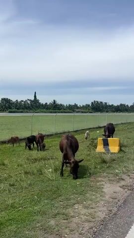 The video begins with a close-up of several cows grazing in a grassy area next to a road. A yellow and black barrier is in the foreground. The camera then pans to the right, showing a paved road with a white line marking the edge. In the distance, a chain-link fence runs along the side of a large, green field, beyond which are trees and a cloudy sky. The camera continues to pan right, revealing a red and white airplane on a tarmac in the middle distance, with buildings and trees also visible. The video ends with a view of the road curving to the right.