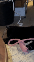 Black cat plays with pink toy on rug in London