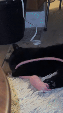 Black cat plays with pink toy on rug in London