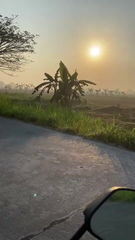 The video shows a view from the perspective of someone riding a motorcycle at dawn. The sun is low in the sky, casting a warm, golden light and creating a hazy atmosphere over a rural landscape. In the foreground, the handlebars and a rearview mirror of the motorcycle are visible. The road is asphalt, and to the right of the road, there is lush green grass and vegetation. A banana tree is prominently featured in the middle ground, silhouetted against the bright sun. In the distance, more trees and a mist-covered field can be seen. The overall impression is one of a peaceful, tranquil morning ride through the countryside.