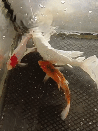 Koi fish in a tank at a mosque in Aceh, Indonesia