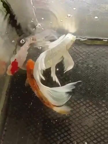 Koi fish in a tank at a mosque in Aceh, Indonesia