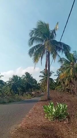 The video shows a roadside scene with a paved road on the left and a dirt shoulder on the right. Coconut trees line both sides of the road, with a prominent tall coconut tree in the foreground. The sky is clear blue with a few white clouds. A power line is visible stretching across the top of the frame. Lush green foliage grows on the dirt shoulder in the foreground. The overall impression is of a tropical or subtropical environment.