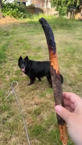 A person's hand holds a charred stick in the foreground. A black dog stands in a grassy yard in the background. The dog looks at the camera. The dog then turns and trots away. The dog sniffs the ground.
