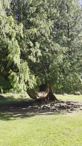 The video shows a large, mature evergreen tree in a park-like setting. The tree has a distinctive curved trunk near the base, exposing its roots on the ground. The leaves are green and create a dense canopy. The ground is covered with green grass and patches of bare soil and roots. In the background, another similar tree can be seen. There is a person walking in the far background. The sky is a clear blue. The lighting is bright, suggesting a sunny day.