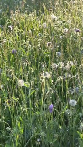The video displays a field of dandelions and purple flowers bathed in soft sunlight. The camera pans slightly across the scene, showing the dense vegetation. The dandelions are mostly in their white, seed-bearing phase, while the purple flowers add color throughout the field. The sun is positioned low, casting a warm glow over the scene. The background is slightly blurred, but hints of buildings and trees can be seen in the distance.