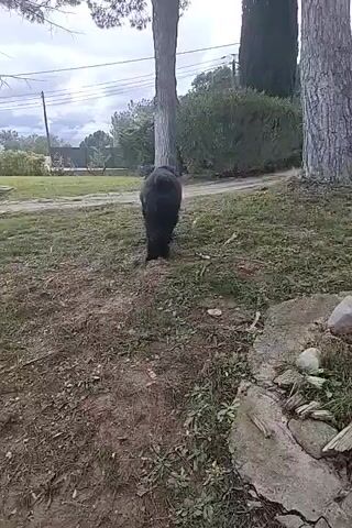 A black dog runs toward the camera in a grassy area with trees. The dog is medium size with long, shaggy fur. There are several trees in the scene, including pine trees and cypress trees. There is also a bush and a utility pole in the background. The ground is covered in grass, leaves, and some stones. The sky is overcast.
