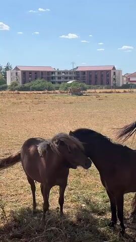 In this video, two horses are standing in a dry, grassy field under a bright, sunny sky with a few scattered clouds. The horses appear to be interacting affectionately, with one nudging the other. The horse on the left is a lighter brown with a light-colored mane, while the horse on the right is a darker brown. In the background, there are buildings with red roofs, suggesting an urban or suburban environment bordering the rural setting. A fence runs across the middle ground, separating the field from the area with the buildings. The overall impression is a peaceful, rural scene on a warm, clear day. The timestamp indicates the video starts at 00:00 and ends at 00:05. There is no visible text in the video. The location context provided is Saint-Galmier, France.