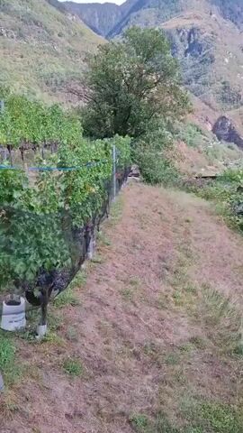 The video is a slow panning shot of a rural landscape. In the foreground, there is dry, sparse grass and some large rocks. A vineyard with green leaves and netting is visible on the left. In the middle ground, there are some trees, a small building, and a stone wall. In the background, there are steep, tree-covered mountains under a blue sky with white clouds. The video appears to have been filmed on a sunny day.
