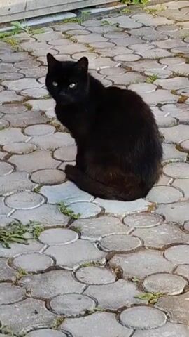 A black cat is sitting on a gray patterned concrete patio. The cat is facing forward with its tail wrapped around its body. The cat turns its head to the left and then back to the front. The background shows a pale gray wall or fence and some green foliage. The lighting suggests it is daytime.