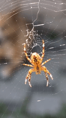 Spider web and a Maine Coon cat at home in Izmail