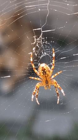 Spider web and a Maine Coon cat at home in Izmail
