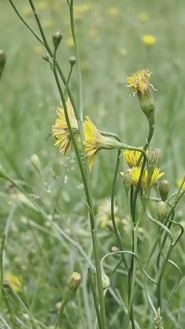 The video shows a close-up of a field of wildflowers with a shallow depth of field. The focus is on several yellow flowers with thin petals, some of which are in bloom and others are still buds. A bee is visible on one of the blooming flowers, appearing to collect nectar. The background is a blur of green grass and other yellow flowers. The lighting suggests it is daytime.