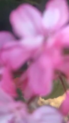 This close-up, handheld video captures a cluster of vibrant pink flowers, likely geraniums, in bloom. The petals exhibit a delicate gradient from a deep pink at the center to a lighter, almost white shade towards the edges, with faint red veins adding further detail. The flowers are grouped together on thin stems, with some buds also visible, suggesting a stage of active blooming. Surrounding the flowers are lush green leaves, slightly out of focus, providing a natural backdrop. The lighting suggests it's daytime, possibly morning or late afternoon, with soft sunlight illuminating the scene and creating a warm, gentle glow, particularly on the textured surface beneath the flowers. The overall mood is serene and peaceful, highlighting the beauty of nature. The setting appears to be outdoors, possibly a garden or a planter, given the presence of leaves and what seems to be a terracotta pot edge in the lower right corner. There is no visible text in the video. The location context of Yurkivtsi, Ukraine, places this natural scene within a specific geographic setting. The activity is simply the flowers existing in their natural state, showcasing their beauty in bloom.