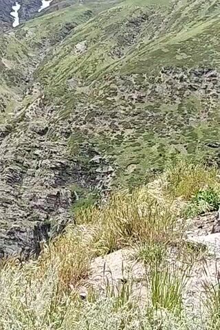 The video pans across a steep, rocky mountain landscape with patches of green vegetation. Snow is visible on the upper slopes of the mountain. In the foreground, tall grasses sway in the wind. The terrain appears rugged and challenging, suggesting a remote and natural environment.