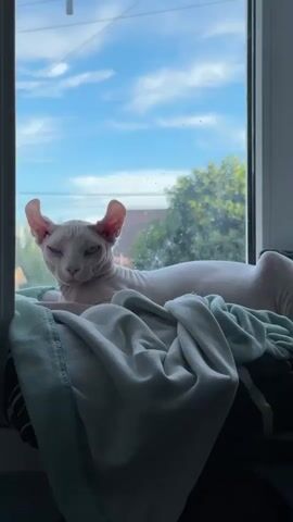 A close-up, eye-level shot captures a light-colored Sphynx cat resting on a windowsill. The cat is the central subject, with its furless skin and prominent ears clearly visible. It is lying down, draped over some soft blankets and what appears to be clothing.

The cat is positioned in front of a window, offering a view of the outdoors. The sky outside is blue with fluffy white clouds, suggesting it is daytime. Trees and the rooftops of buildings are visible in the background, hinting at a residential setting. The light filtering through the window illuminates the cat and its surroundings, casting soft shadows.

The cat's eyes are closed, and its posture suggests relaxation and comfort. The overall mood is peaceful and tranquil. The image appears to be taken indoors, looking outwards. There is no visible text in the media file. The location context provided is Izobilnyy, Russia.