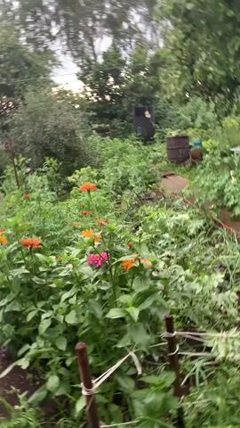 The video begins with a shaky, blurry overhead shot of a garden path winding through dense green foliage and blooming orange and pink flowers. The camera then tilts downwards, revealing a dilapidated wooden structure in the background, possibly a shed or outbuilding, with a rusty metal roof and peeling paint. The scene continues to move, showing more greenery, trees, and the sky, which appears overcast. In the distance, two dark brown barrels are visible next to the path. The video ends with a wide shot of the garden and surrounding trees, with a glimpse of the sky peeking through the leaves. The overall impression is one of a somewhat overgrown and rustic outdoor setting, likely a backyard or allotment.