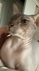 Person pets Sphynx cat on bed in Izhevsk