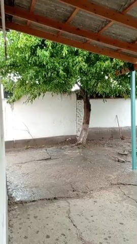 A video shows a courtyard with a paved surface, a white wall, and a tree. The video appears to have been filmed from under a covered structure, possibly a porch or patio. The paving is cracked and appears wet in places, suggesting it may have rained recently or been washed. The tree is leafy and green, with a thick trunk. The white wall extends across the background, with a section of exposed brickwork near the tree. A broom and a rake are visible leaning against the wall in the background. The overall impression is of a somewhat neglected but functional outdoor space.