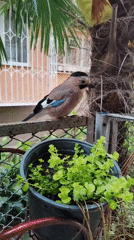 Eurasian jay spotted on balcony railings in Sochi
