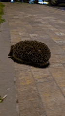 Evening stroll through illuminated Kyiv park includes hedgehog encounter