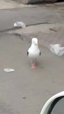 A seagull stands on a gray, paved surface, likely a street or sidewalk, in Magadan, Russia. The bird is predominantly white with black markings on its wings and a yellow beak. Its legs and feet are a pinkish-orange color. The seagull is facing the camera, with its eyes partially closed, giving it a somewhat sleepy or relaxed appearance.

The background suggests an urban environment with elements of litter scattered on the ground, including plastic bags. In the distance, a dark object, possibly a trash bin, is visible, along with what appears to be the leg of a person. The lighting indicates it is daytime, but the sky is overcast, suggesting a cloudy or dull weather condition typical of coastal cities. The foreground shows a portion of a white vehicle, indicating the perspective is from inside or next to a car. The overall scene evokes a sense of an ordinary urban day, with wildlife interacting with the man-made environment.