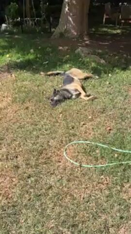 The video shows a tired or lazy German Shepherd-like dog lying on its back in the grass, enjoying the sun. The dog's fur is a mix of tan and black. It is resting peacefully on a lawn scattered with leaves, with a large tree trunk in the background. A green garden hose rests nearby. The dog is wearing a collar and seems relaxed.