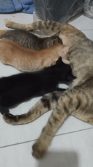 Mother cat nurses three kittens in Lhokseumawe home