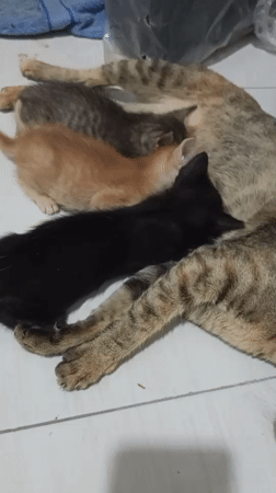 Mother cat nurses three kittens in Lhokseumawe home