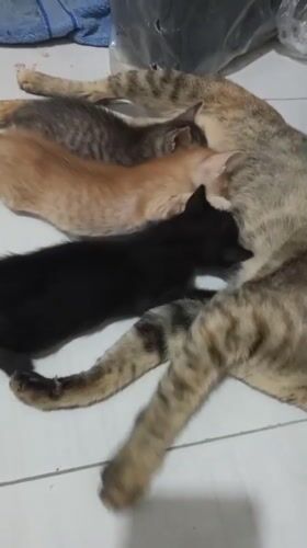 Mother cat nurses three kittens in Lhokseumawe home