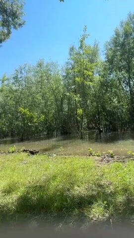 The video shows a natural outdoor scene on a sunny day. In the foreground, there is green grass, some dry leaves, and a discarded white plastic bag on the left. Further back, a body of water appears to be a river or a flooded area, with trees growing directly out of the water. The trees are tall and leafy, creating a dense green backdrop. The sky is a clear, bright blue. The overall impression is a peaceful, somewhat overgrown natural environment.
