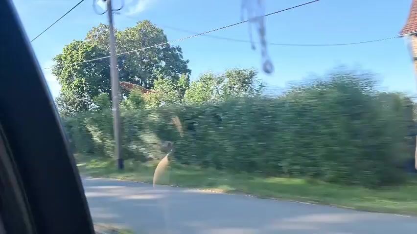 This video captures a drive through a rural area, likely in Friedrichsruhe, Germany. The time of day appears to be late morning or early afternoon, given the bright sunlight and clear blue sky. The weather is pleasant, with sunshine illuminating the landscape.

The scene is viewed from inside a car, with the camera positioned to show both the exterior and interior. The exterior shots reveal a road lined with tall green hedges and trees. Fields of tall, dry grass or crops are visible on either side of the road, suggesting a countryside setting. In some shots, power lines are visible against the sky.

The interior shots offer a glimpse of the car's dashboard and the occupants. A person is driving, with their hands on the steering wheel of a BMW. The dashboard features a navigation system displaying a map route, a rearview mirror, and an air freshener hanging from it. Another person, partially obscured by a headrest, is seated in the passenger seat. The car's interior is lit by the bright sunlight streaming in through the windows, and subtle blue ambient lighting is visible along the dashboard.

The activity taking place is simply a car journey. There are no overt signs of stress or urgency; the mood appears relaxed and casual. The video seems to be a personal recording of a scenic drive, possibly for documentation or sharing.

There is visible text on the navigation screen, displaying a route with various icons and place names, typical of a GPS system. The overall impression is one of a peaceful drive through a picturesque rural landscape on a clear, sunny day.