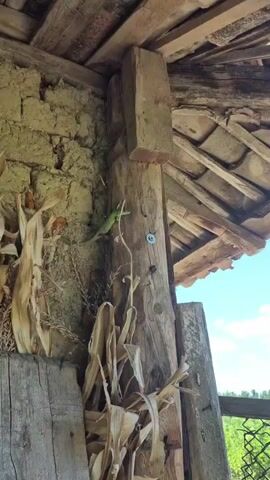 A small green lizard is seen climbing up a rough, weathered wooden post. The post appears to be part of an old, rustic structure, with a wall made of mud or clay behind it. Dried corn stalks and other vegetation are also visible in the foreground, suggesting a rural or agricultural setting. The roof structure above is made of rough-hewn wooden beams and planks. The lighting suggests it is daytime, with sunlight filtering through the open structure. The lizard is the sole subject in focus, exhibiting natural movement on the vertical surface.