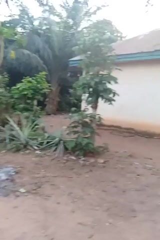 The video shows an outdoor scene with a small, single-story building on the right side of the frame. The building has a white exterior and a light blue trim along the roof. To the left of the building, there is dense greenery with various plants, including what appears to be pineapple plants in the foreground and taller trees in the background. The ground is dirt, and there are some loose rocks and debris scattered around. The sky is overcast. The camera slowly moves forward.