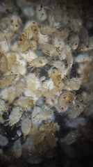 Microscopic footage captures cluster of unidentified translucent organisms