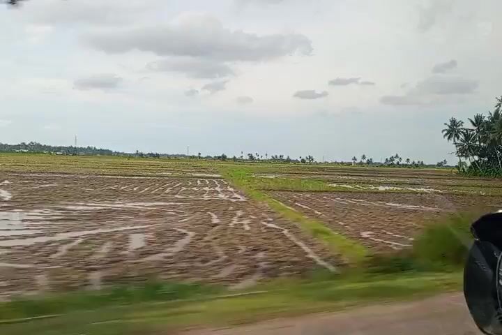 The video shows a landscape taken from a moving car. In the foreground, there's a narrow asphalt road with a white line marking the edge. To the left of the road, there is lush green vegetation that obscures the view of the agricultural fields beyond. The fields appear to be cultivated, possibly rice paddies, and are partially filled with water. In the distance, palm trees and other greenery can be seen. The sky is overcast with grey and white clouds. The car's side mirror is visible in the lower right corner of the frame. The camera moves along the road, and the view changes slightly as it passes by the landscape. The video seems to be taken during the daytime.